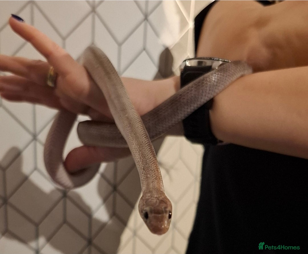 Corn Snake reptiles for sale: Corn snake with equipment  - Advert 2