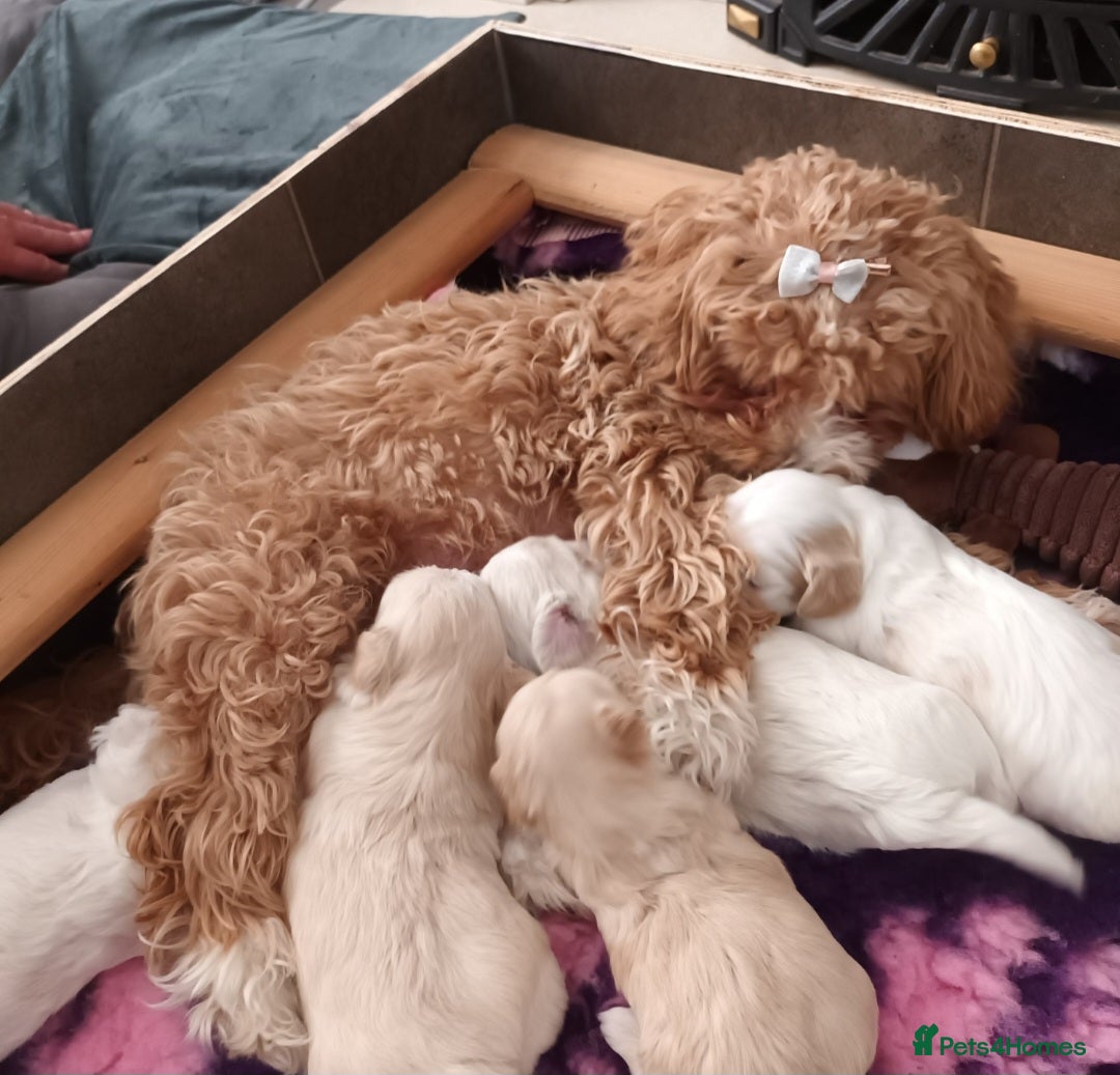 Maltese dogs for stud: Maltese Stud - Image 8