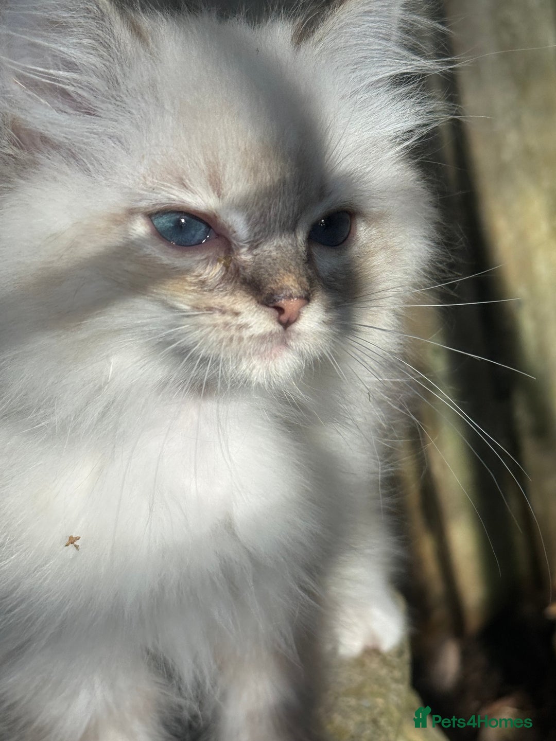 Ragdoll cats for sale: 🚨 Gorgeous, pedigree Ragdoll Puffballs! 🚨  - Image 17