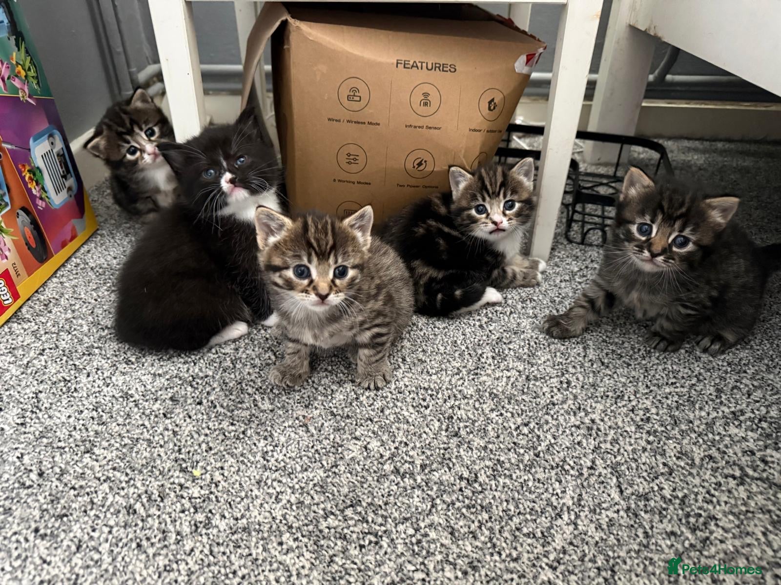 Mixed Breed cats Mixed breed kittens  - Advert 1
