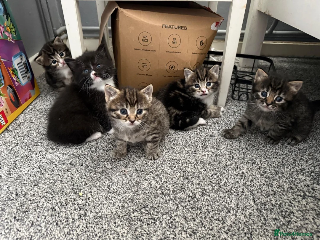 Mixed Breed cats for sale: Mixed breed kittens  - Advert 1