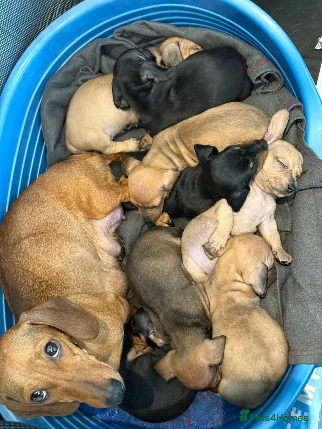 Dachshund dogs for sale: Gorgeous sausage dog puppies  in London - Advert 2