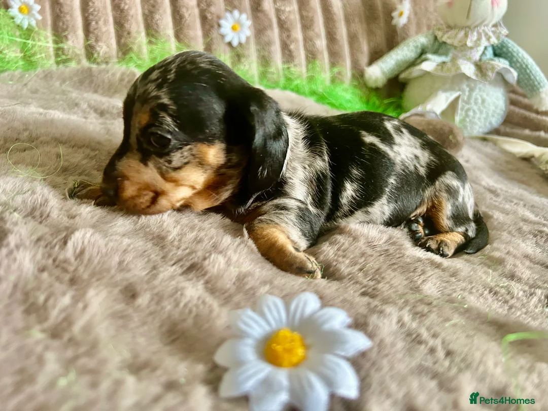 Dachshund dogs for sale: Dachshund Puppies   - Advert 20