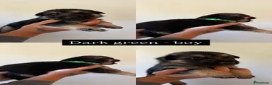German Shepherd 2
