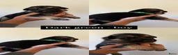 German Shepherd dogs for sale: German shepherd puppies in Sheffield - Advert 30
