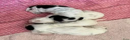 Cocker Spaniel dogs for sale: Gorgeous Show Type Cocker Spaniel Puppies KC Reg - Advert 7