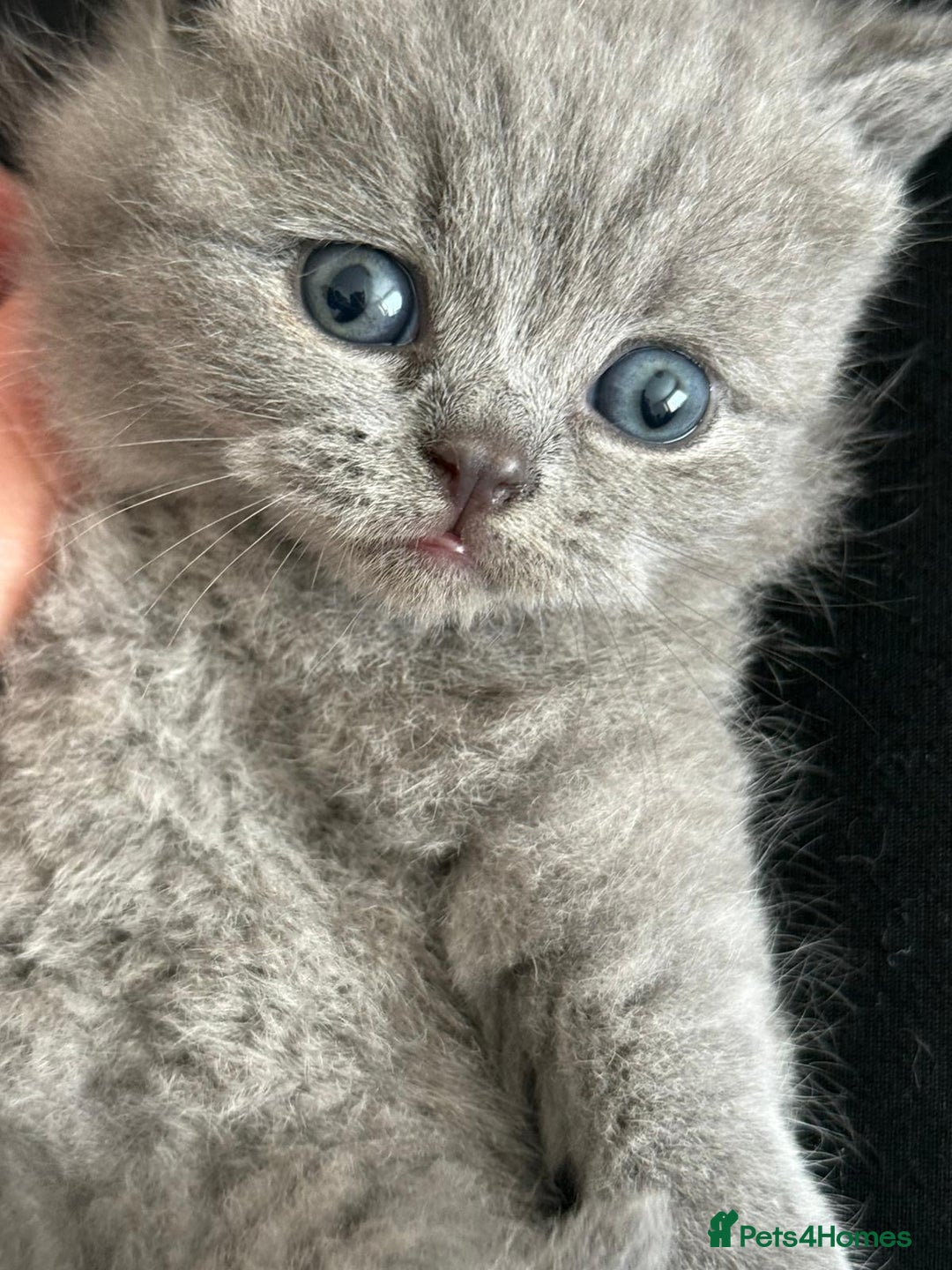 British Shorthair cats for sale: Five cute and naughty kittens for sale - Image 2