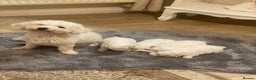 Bichon Frise dogs for sale: Beautiful Bichon frise puppies - Advert 18