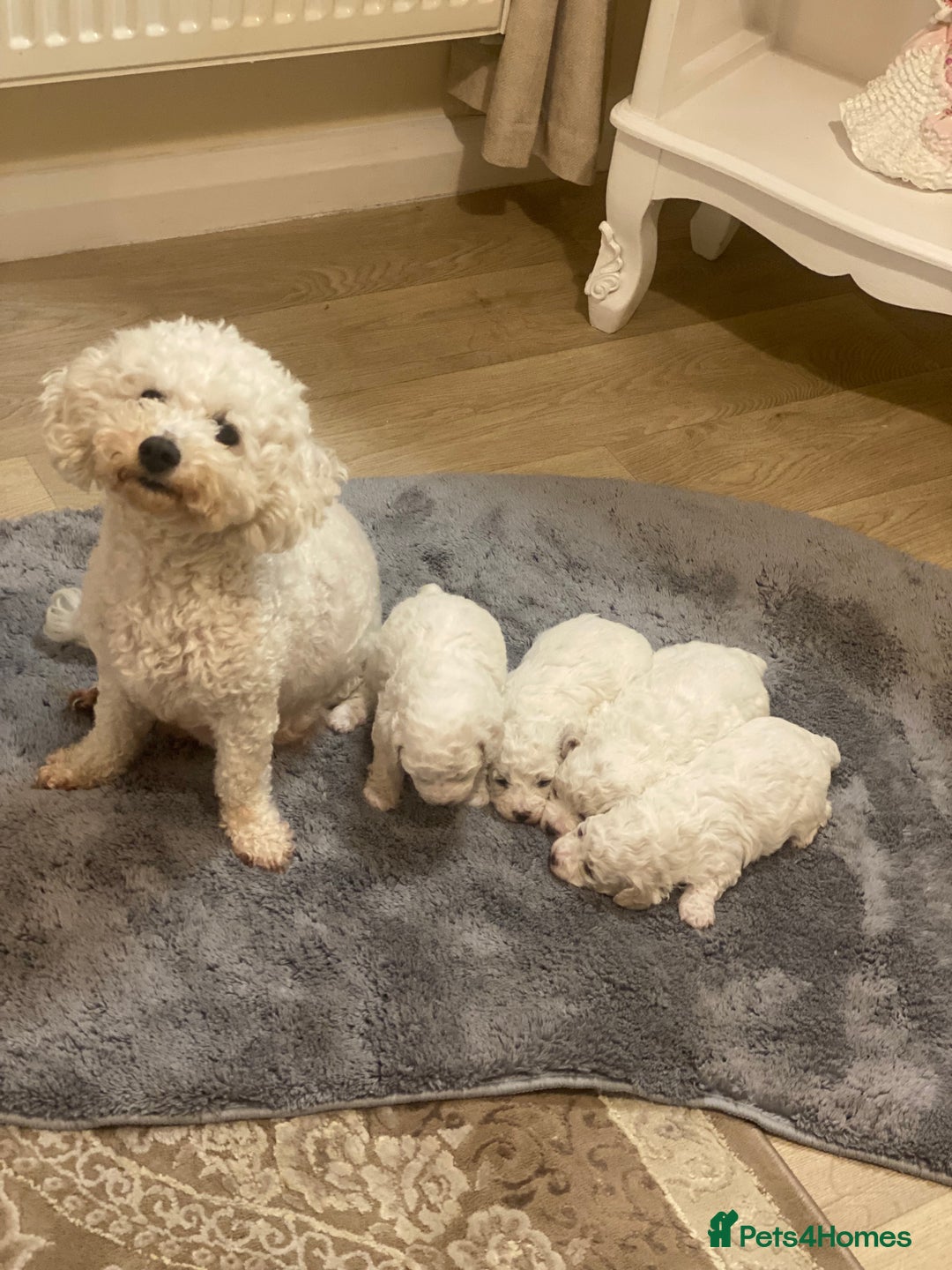 Bichon Frise dogs for sale: Beautiful Bichon frise puppies - Advert 18