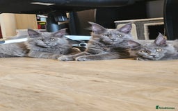 Maine Coon cats for sale: 🔥*Stunning Litter of 8💎Solid Blue Maine Coon*🔥  - Image 20