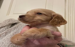 Cocker Spaniel dogs for sale: Kc Working Cocker Spaniel Puppies  - Image 3