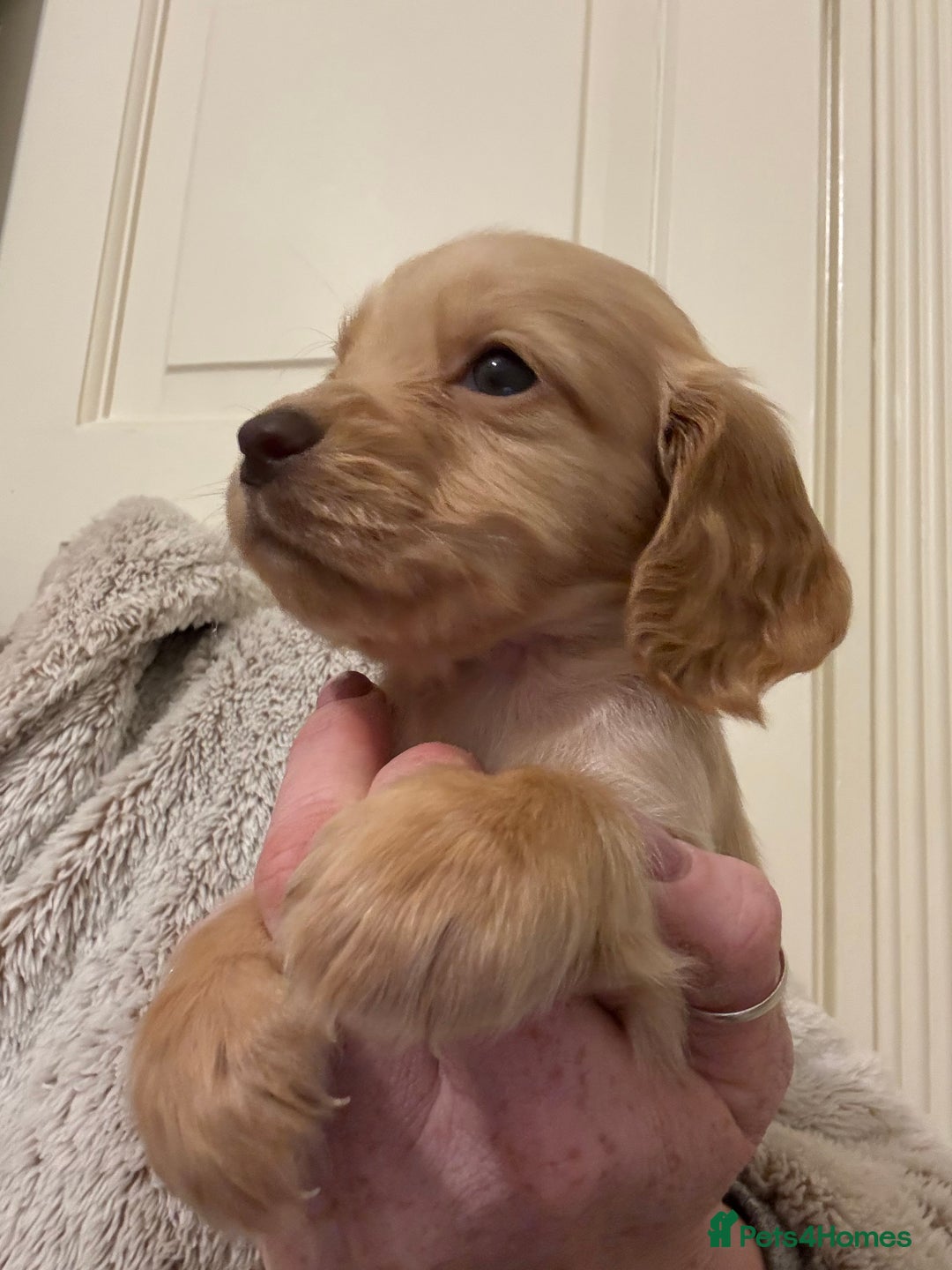 Cocker Spaniel dogs for sale: Kc Working Cocker Spaniel Puppies  - Image 3
