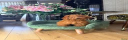 Toy Poodle dogs for sale: Asian Teddy poodle Girl very tiny - Advert 21