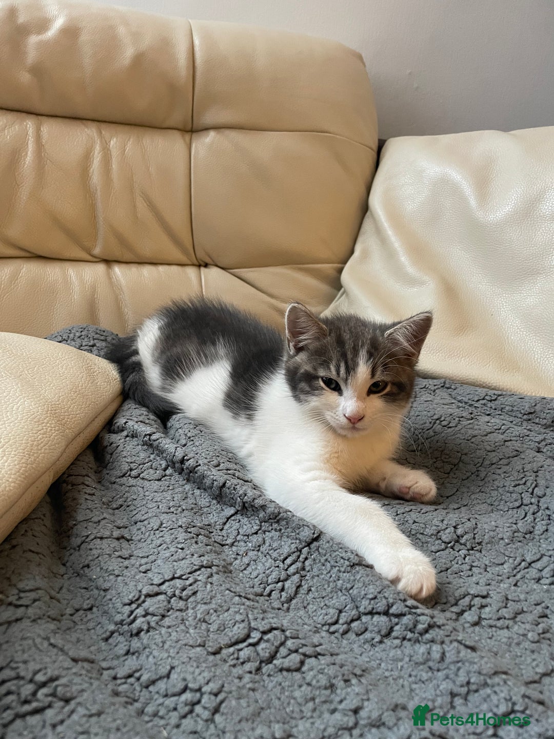 Khao Manee cats for sale: Last beautiful male is ready for new home  - Image 10