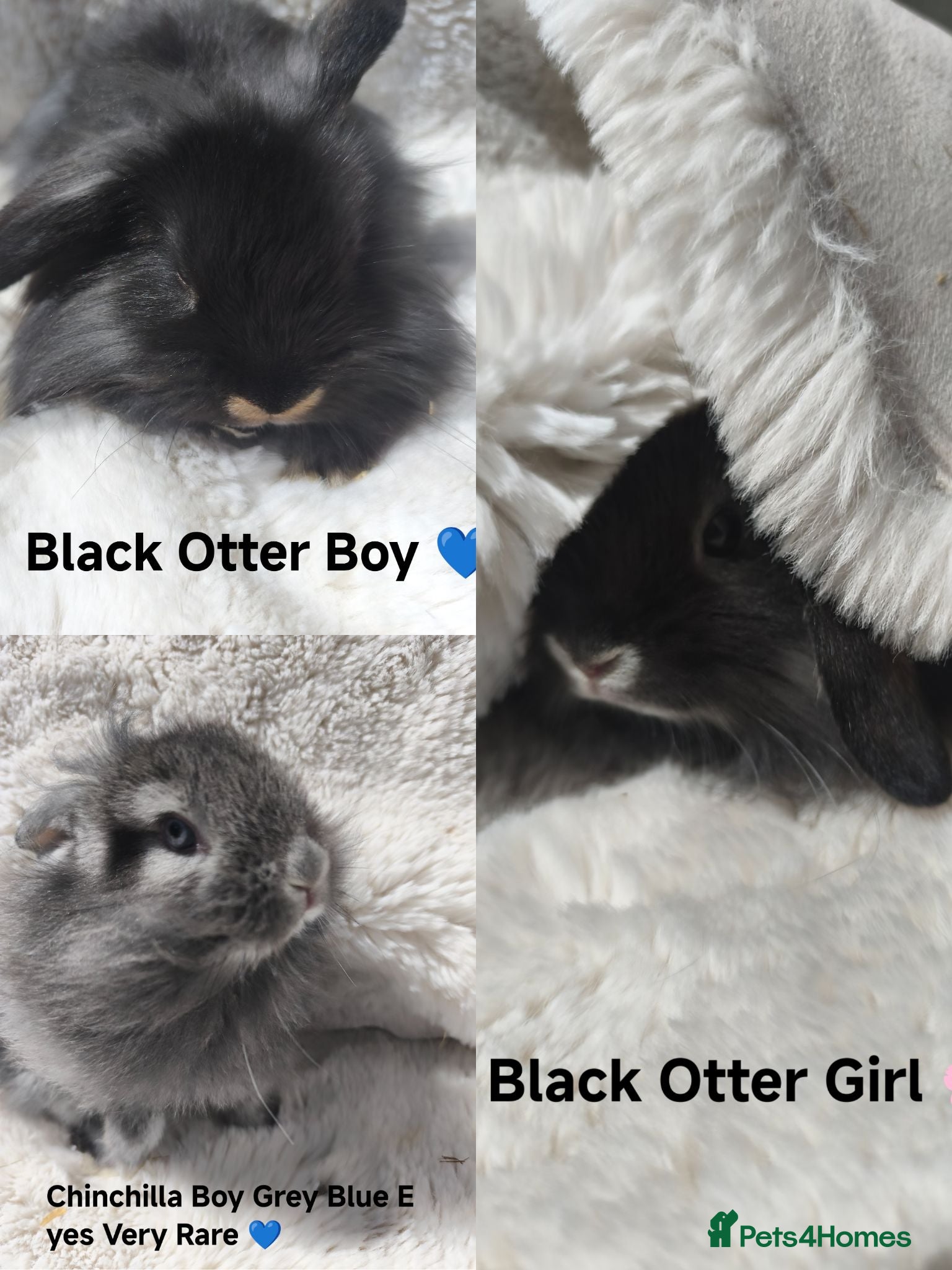 Mini Lop rabbits Rare Mini Lion Lops ready 3rd July  - Advert 1
