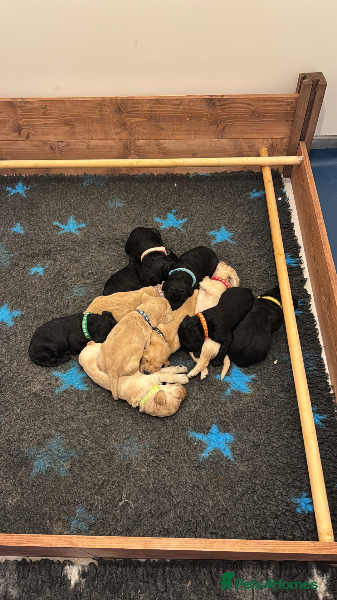 Goldendoodle dogs for sale: Stunning Goldendoodle Puppies - Image 3