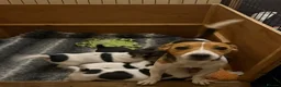 Jack Russell dogs for sale: jack russel puppies - Advert 2