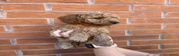 Cockapoo dogs for sale: 7 beautiful Cockapoo - Advert 3