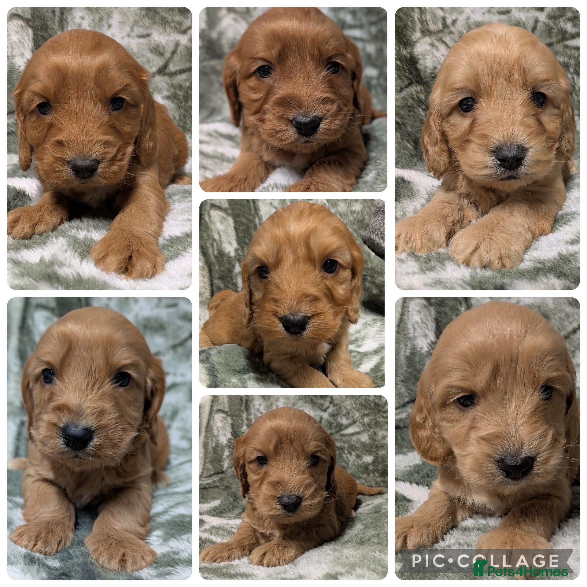 Cockapoo dogs Stunning DNA clear F1 Cockapoo puppies  - Advert 15