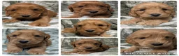 Cockapoo dogs for sale: Stunning DNA clear F1 Cockapoo puppies  - Advert 1