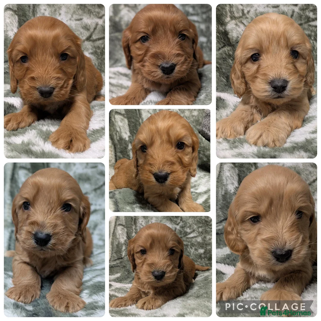 Cockapoo dogs for sale: Stunning DNA clear F1 Cockapoo puppies  - Advert 1