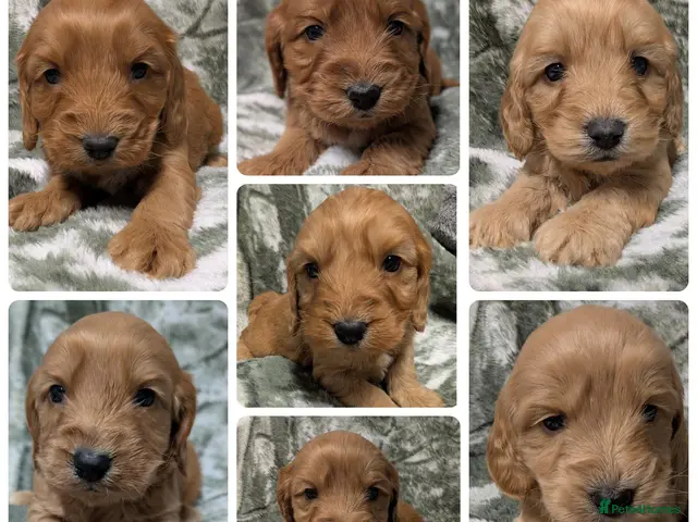 Cockapoo dogs for sale: Stunning DNA clear F1 Cockapoo puppies - Advert 6