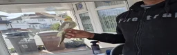 Cockatiels birds for sale: Super Hand Tamed cockatiel for sale  - Advert 7