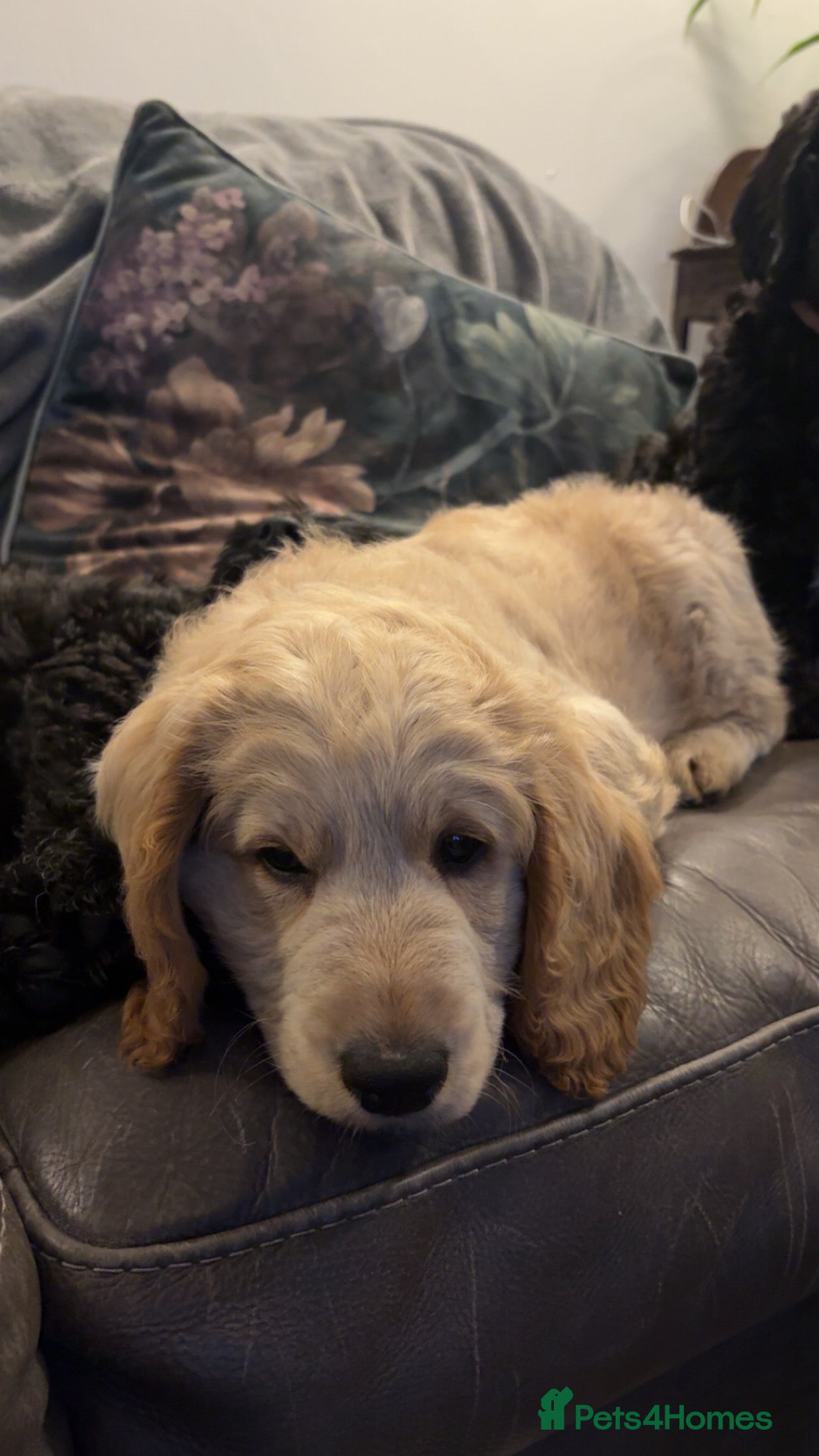 Labradoodle dogs 1 left ! Beautiful F2 Labradoodle Pup Available 🐾 - Advert 18