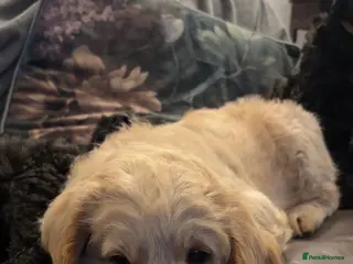 Labradoodle dogs 1 left ! Beautiful F2 Labradoodle Pup Available 🐾 - Advert 18