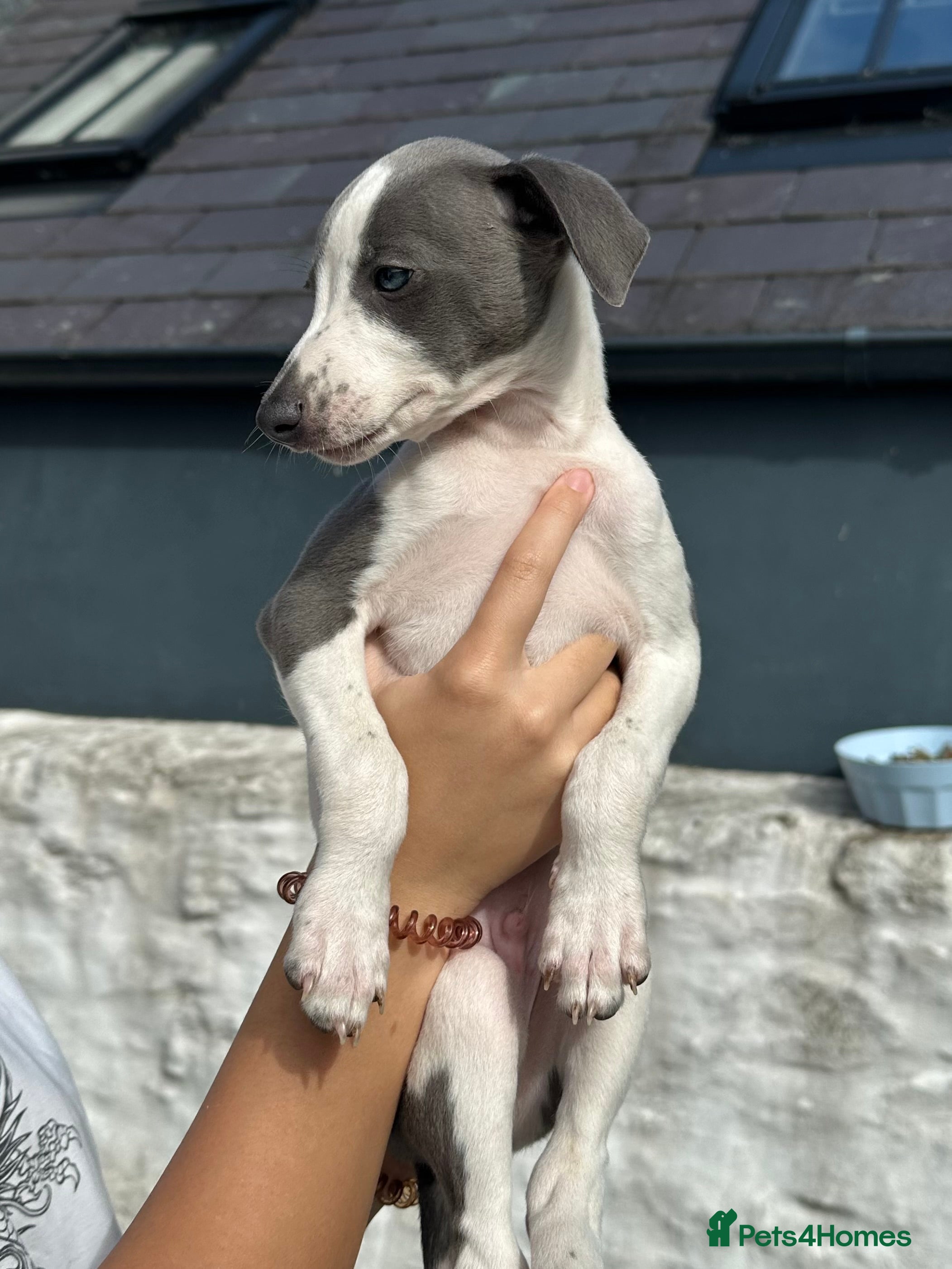 Whippet dogs 1 LITTLE WHIPPET BOY REMAINING🐶❤️ - Advert 1