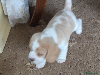 Beagle dogs Beagle male puppy - Advert 1