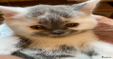 British Shorthair cats - Advert 8