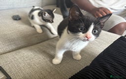 Mixed Breed cats for sale: *READY TO LEAVE* 2 female kittens  - Image 2