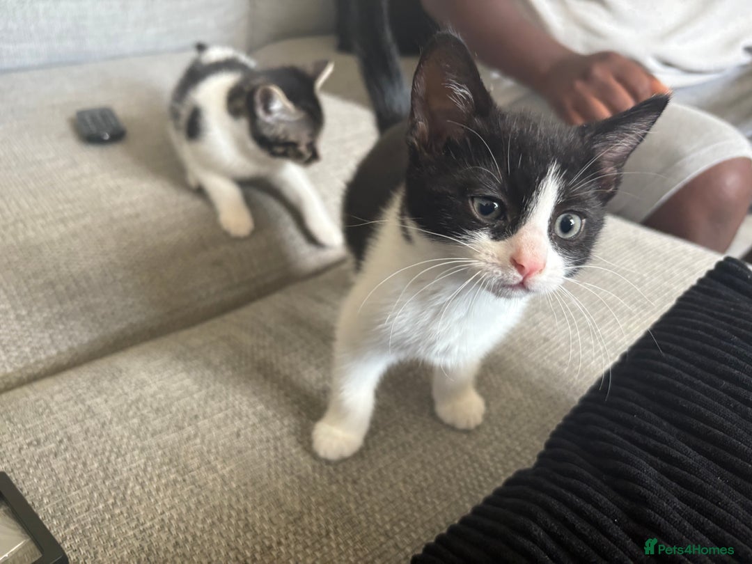 Mixed Breed cats for sale: *READY TO LEAVE* 2 female kittens  - Image 2