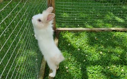 Lionhead rabbits for sale: READY NOW! Beautiful Baby Lionhead Bunnies - Image 7