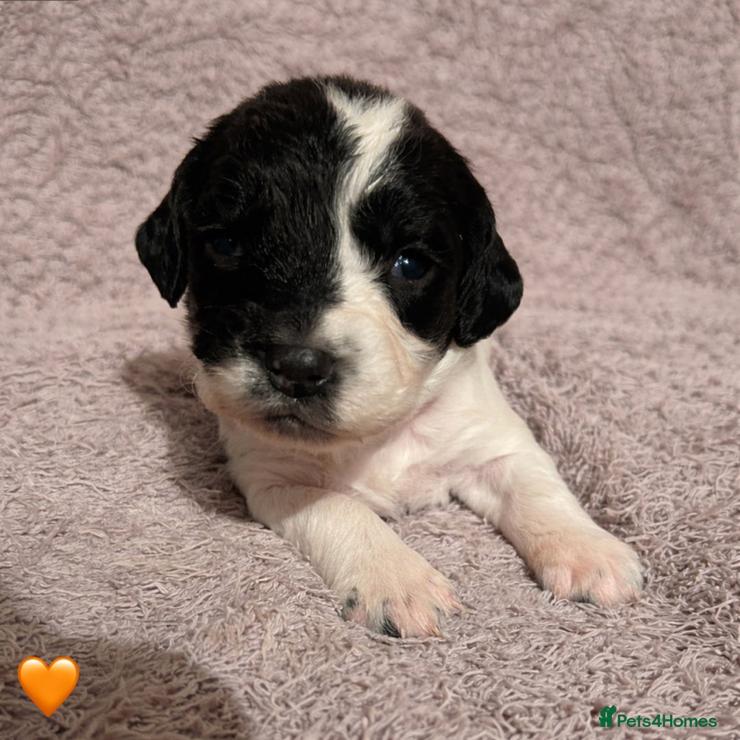 English Springer Spaniel dogs for sale: KC Registered Working Springer Spaniel Puppies  - Advert 5