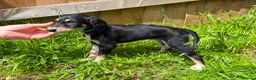 Saluki dogs for sale: Beautiful Saluki pups from champion lines - Advert 22