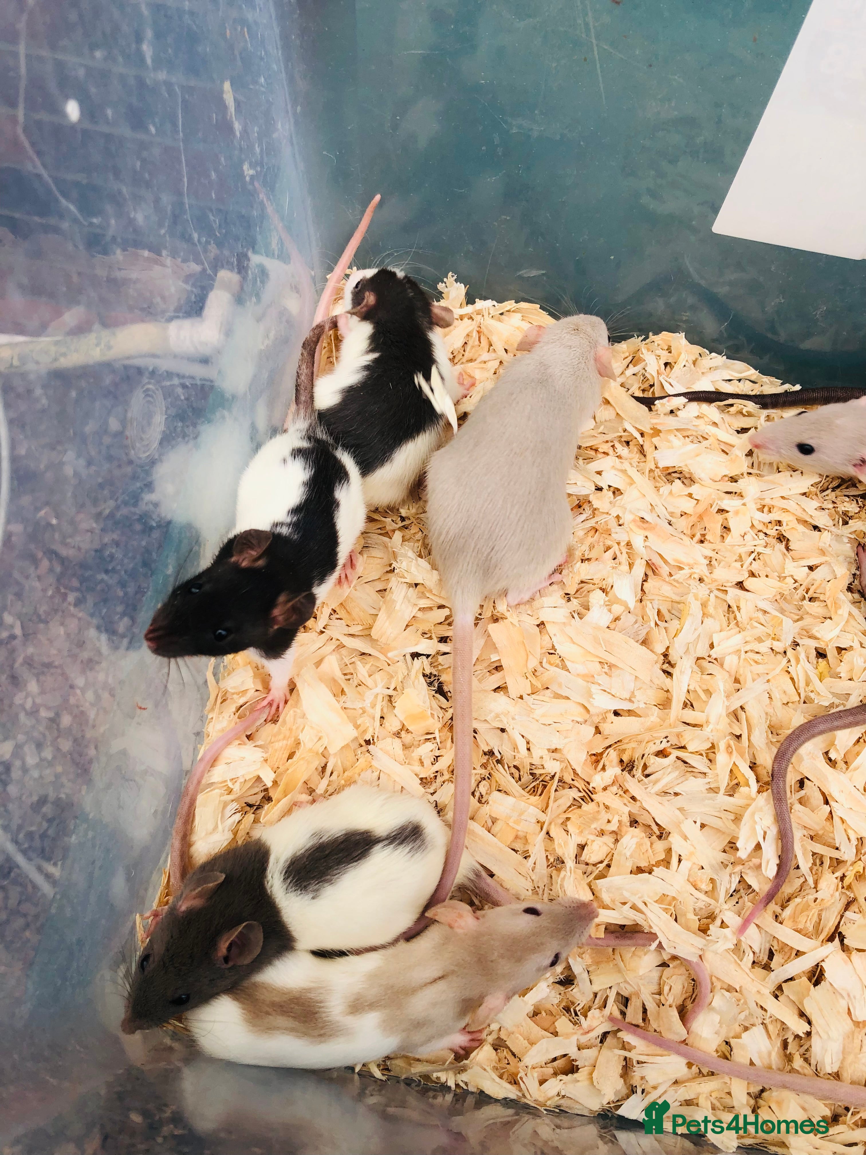 Rat rodents Rats for sale - Advert 1