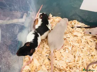 Rat rodents Rats for sale - Advert 1