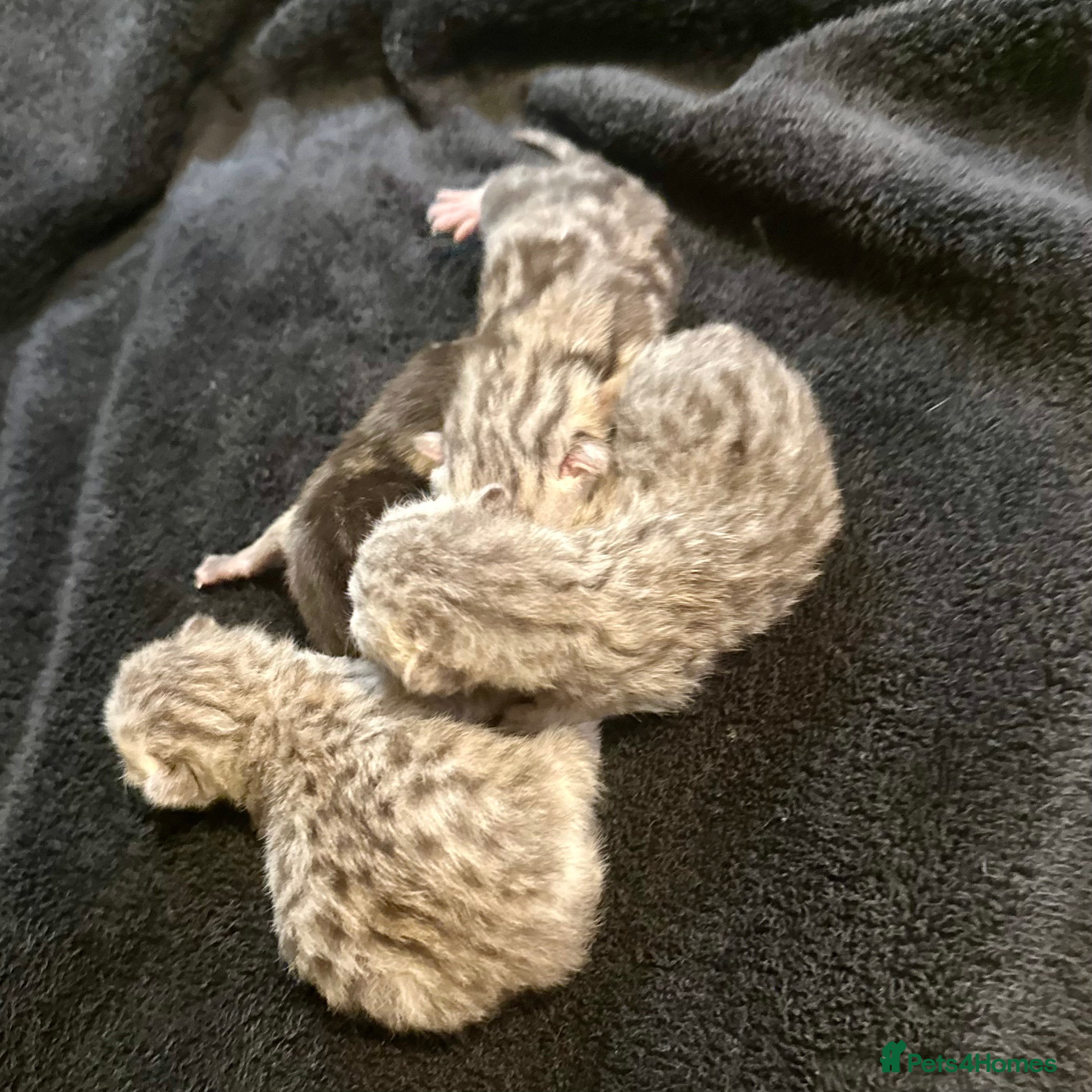 Scottish Fold cats Silver Tabby Scottish Fold Kittens  - Advert 2