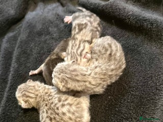 Scottish Fold cats Silver Tabby Scottish Fold Kittens - Advert 1