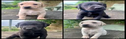 Labrador Retriever dogs for sale: KC working type Labradors  - Advert 1