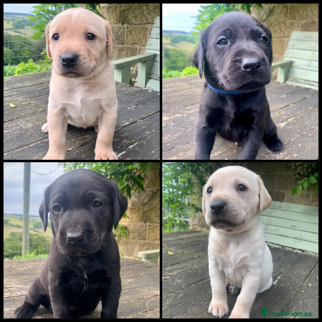 Labrador Retriever dogs for sale: KC working type Labradors  - Advert 1