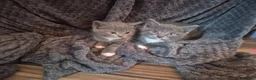 British Shorthair cats for sale: Half British shorthair - Advert 9