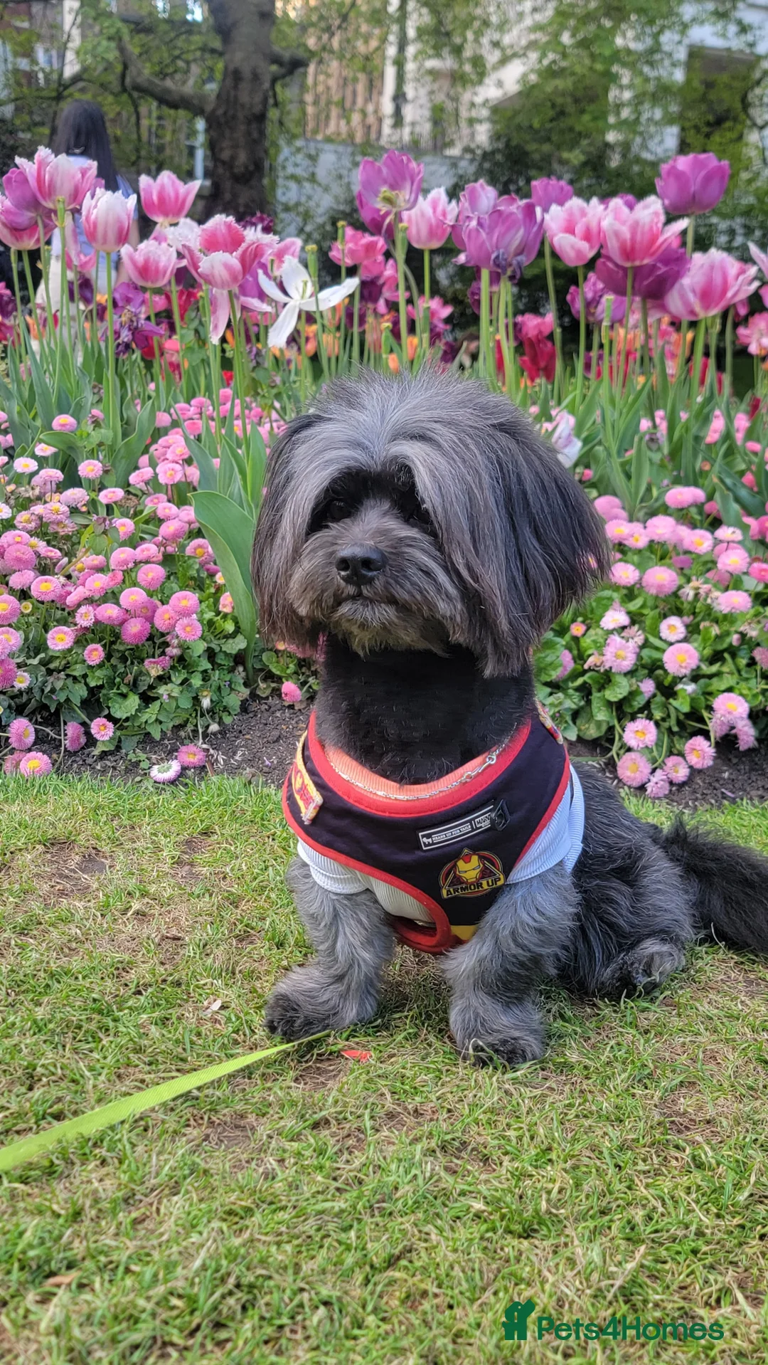 Lhasa Apso dogs for stud: Pure Lhasa Apso small sized Rare Black blue skin - Advert 3