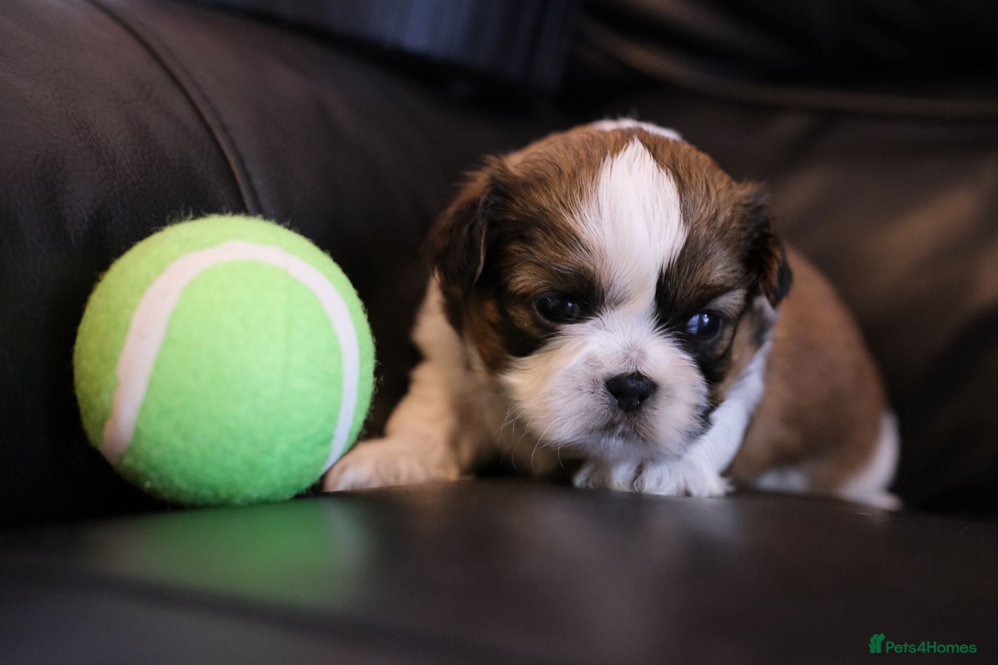Shih Tzu dogs 3 Beautiful shih tzu puppies  - Advert 1
