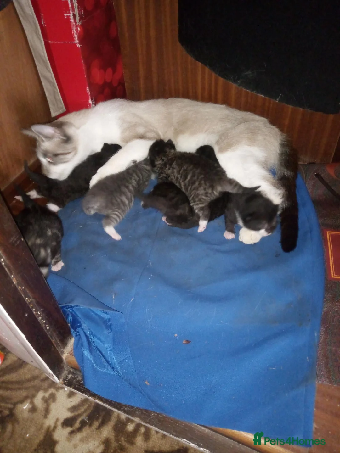 Mixed Breed cats for sale: KITTEN in Cullompton - Advert 1