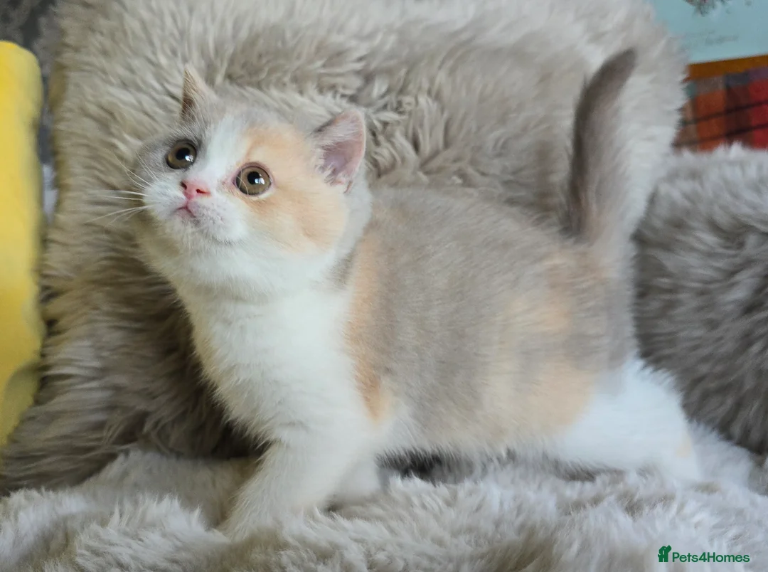 British Shorthair cats for sale: Stunning British Shorthair Kittens  - Advert 12