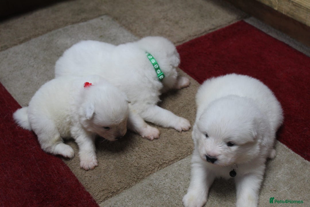 Samoyed dogs for sale: Samoyed puppies - fluff and joy - Image 24