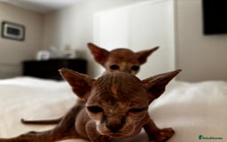 Sphynx cats for sale: Sphinx kittens  - Image 3
